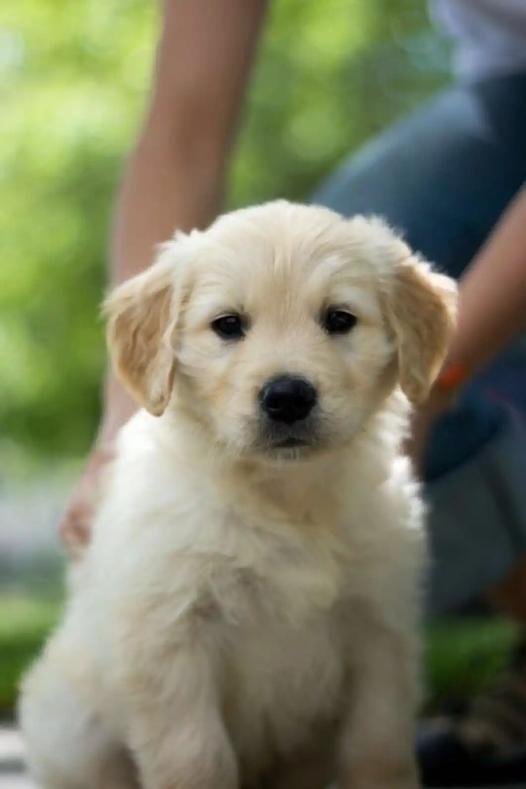 Festive Golden Retriever Puppy in Santa Hat and Green Scarf: A Warm Outdoor Holiday Portrait